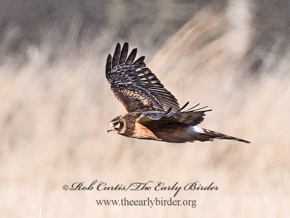 Circus hudsonius  NORTHERN HARRIER 9074343z