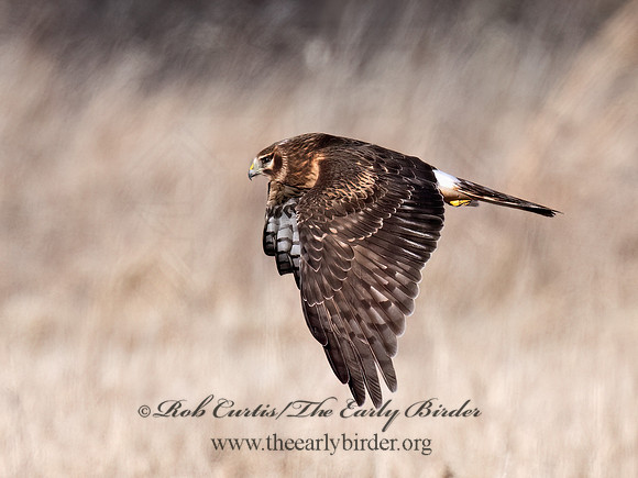 Circus hudsonius  NORTHERN HARRIER 9074345z