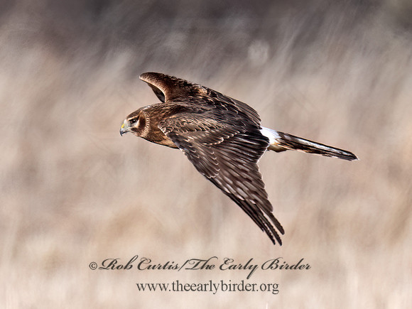 Circus hudsonius  NORTHERN HARRIER 9074346z
