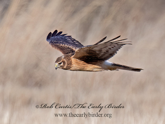 Circus hudsonius  NORTHERN HARRIER 9074353z