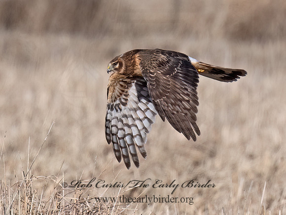 Circus hudsonius  NORTHERN HARRIER 9074368z