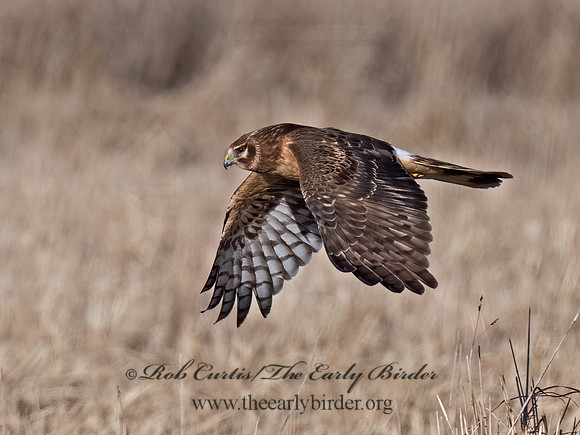 Circus hudsonius  NORTHERN HARRIER 9074373z