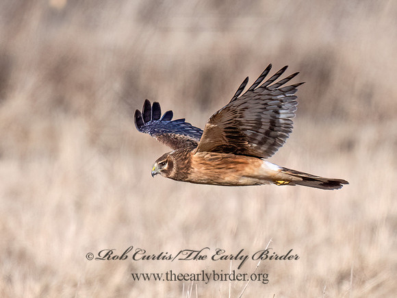 Circus hudsonius  NORTHERN HARRIER 9074371z
