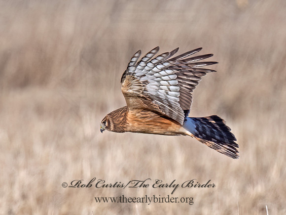 Circus hudsonius  NORTHERN HARRIER 9074380z