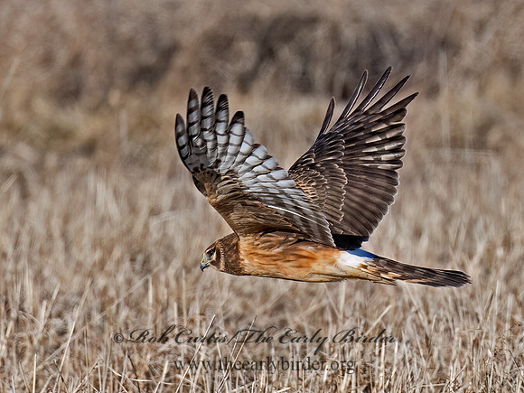 Circus hudsonius  NORTHERN HARRIER 9074396z