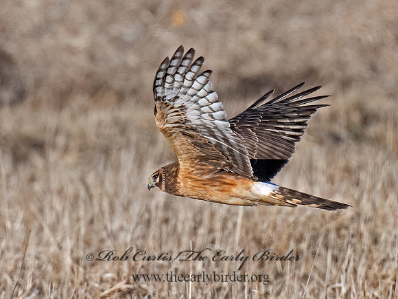 Circus hudsonius  NORTHERN HARRIER 9074399z
