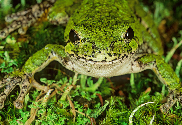 Dryphytes versicolor  GRAY TREEFROG 208234 z