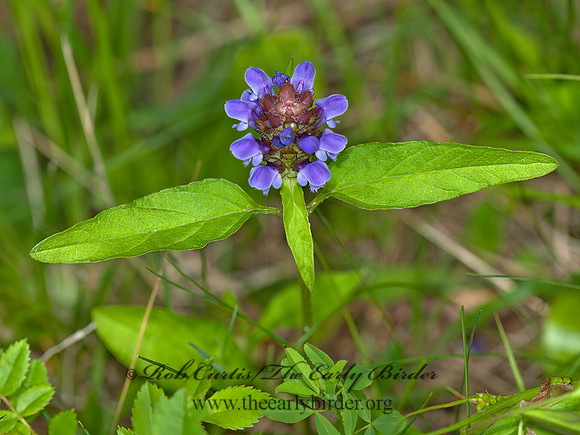 Prunella vulgaris  SELF HEAL 8034340z