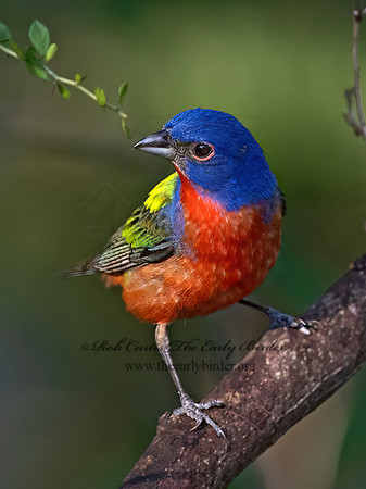 Passerina ciris  PAINTED BUNTING 3040914z