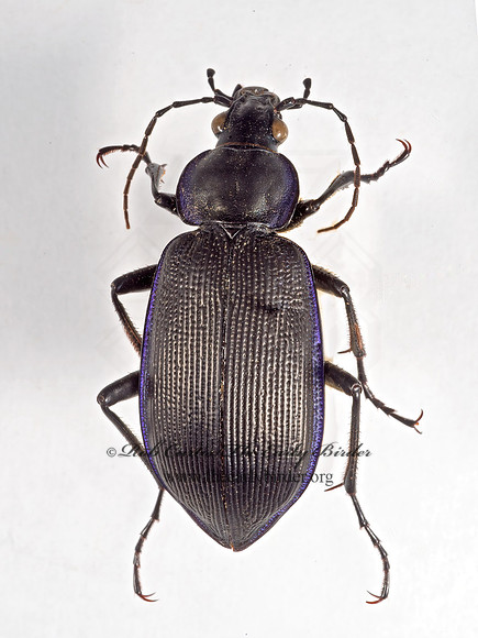 Calosoma externum 9015863z