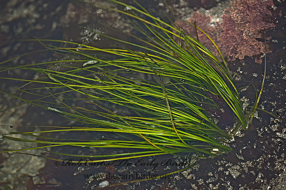 Phyllospadix sp  SURF GRASS 9059302z