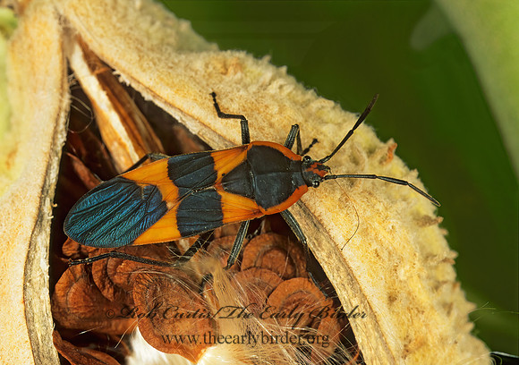 Oncopeltus fasciatus  LARGE MILKWEED BUG 213324z