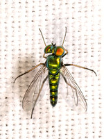 Condylostylus caudatus complex LONGLEGGED FLY 8039841z