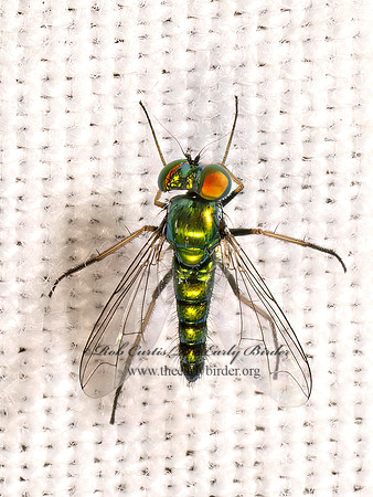 Condylostylus caudatus complex LONGLEGGED FLY 8039841z