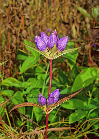Gentiana andrewsii  CLOSED GENTIAN 1116028z
