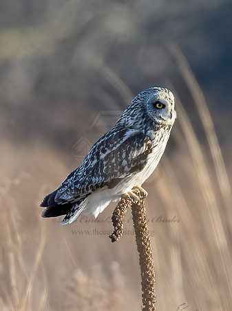 Asio flammeus  SHORT-EARED OWL 9074511z