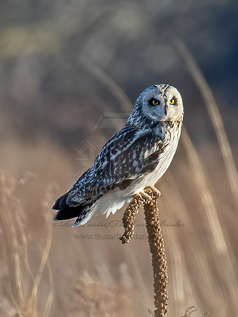 Asio flammeus  SHORT-EARED OWL 9074507z