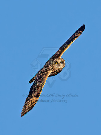 Asio flammeus  SHORT-EARED OWL 9074530z