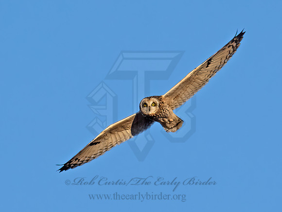 Asio flammeus  SHORT-EARED OWL 9074533z