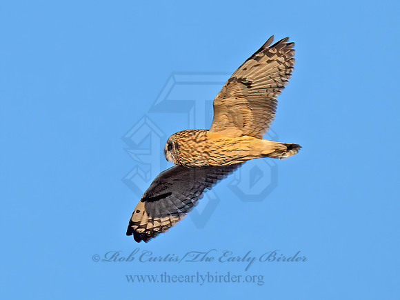 Asio flammeus  SHORT-EARED OWL 9074540z