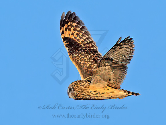 Asio flammeus  SHORT-EARED OWL 9074546z