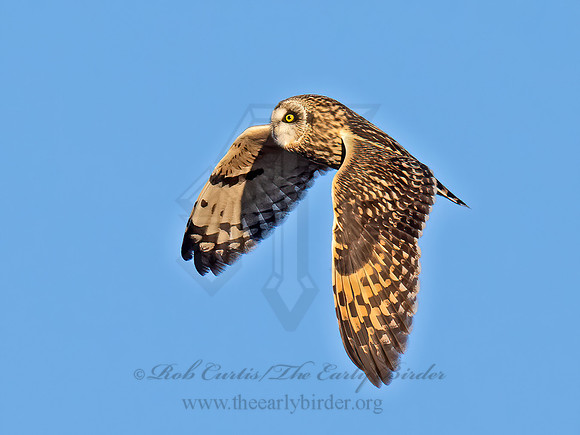 Asio flammeus  SHORT-EARED OWL 9074552z