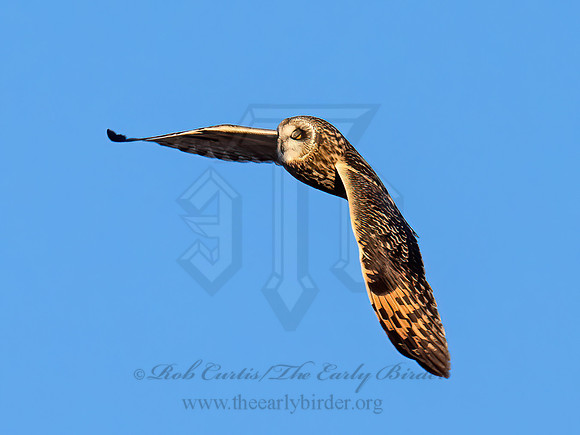 Asio flammeus  SHORT-EARED OWL 9074556z