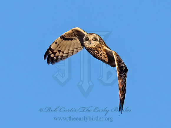 Asio flammeus  SHORT-EARED OWL 9074558z