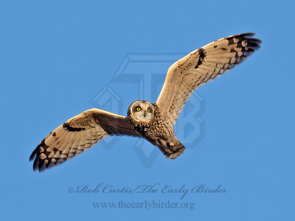 Asio flammeus  SHORT-EARED OWL 9074571z