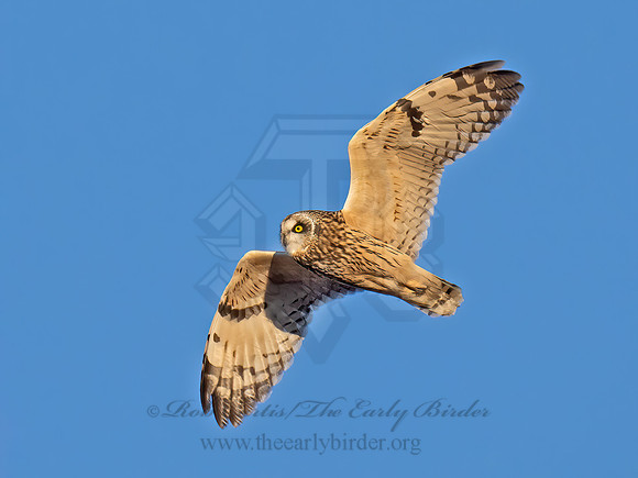 Asio flammeus  SHORT-EARED OWL 9074576z