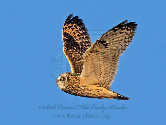 Asio flammeus  SHORT-EARED OWL 9074584z