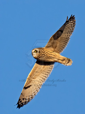 Asio flammeus  SHORT-EARED OWL 9074579z