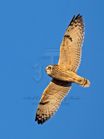 Asio flammeus  SHORT-EARED OWL 9074591z