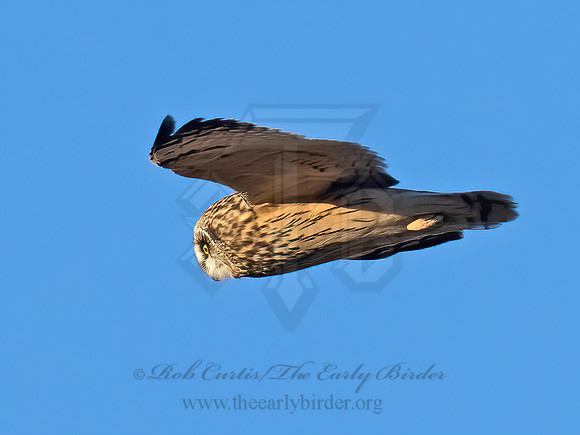 Asio flammeus  SHORT-EARED OWL 9074610z