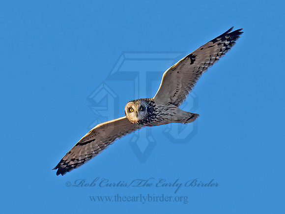 Asio flammeus  SHORT-EARED OWL 9074603z