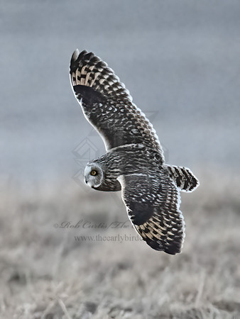 Asio flammeus  SHORT-EARED OWL 9074638z