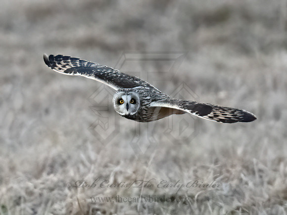 Asio flammeus  SHORT-EARED OWL 9074631z