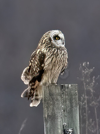 Asio flammeus  SHORT-EARED OWL 9075001z