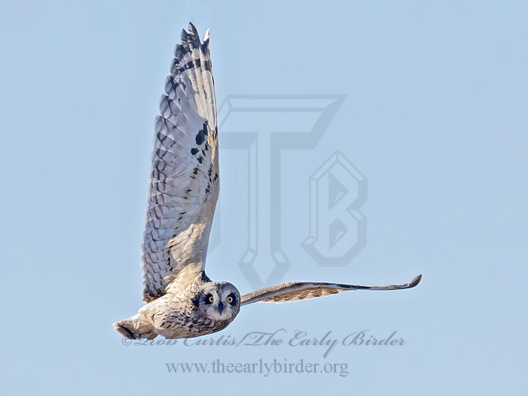 Asio flammeus  SHORT-EARED OWL 9074743z