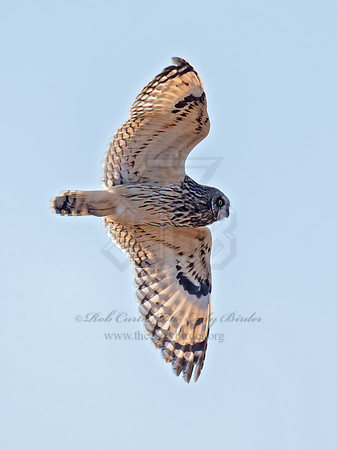 Asio flammeus  SHORT-EARED OWL 9074744z