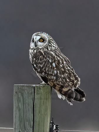 Asio flammeus  SHORT-EARED OWL 9075031z