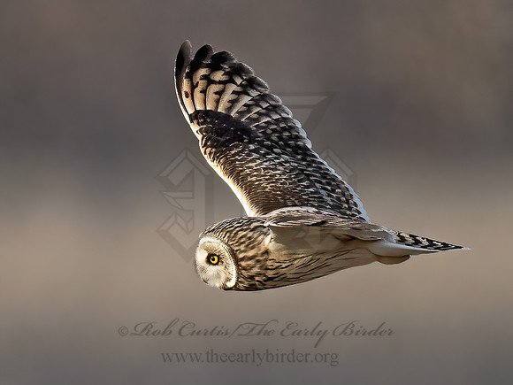 Asio flammeus  SHORT-EARED OWL 9075150z