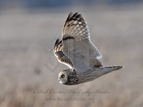 Asio flammeus  SHORT-EARED OWL 9075143z