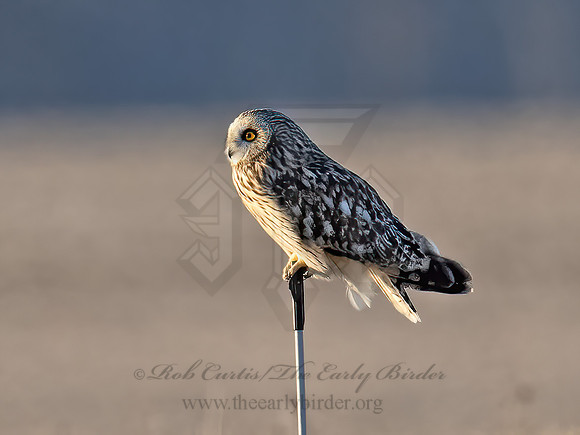 Asio flammeus  SHORT-EARED OWL 9075273z