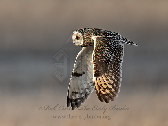 Asio flammeus  SHORT-EARED OWL 9075156z