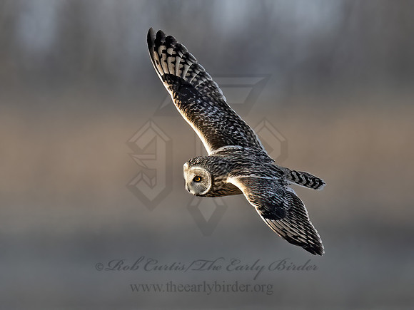 Asio flammeus  SHORT-EARED OWL 9075163z