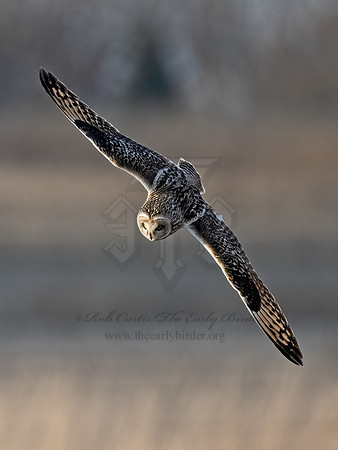 Asio flammeus  SHORT-EARED OWL 9075168z
