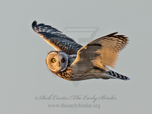 Asio flammeus  SHORT-EARED OWL 9075305z