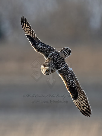 Asio flammeus  SHORT-EARED OWL 9075166z