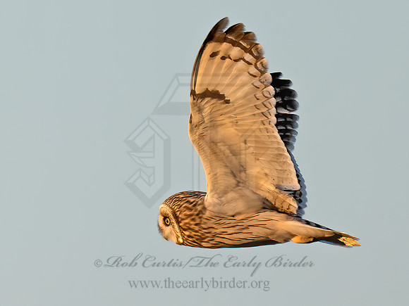 Asio flammeus  SHORT-EARED OWL 9075324z